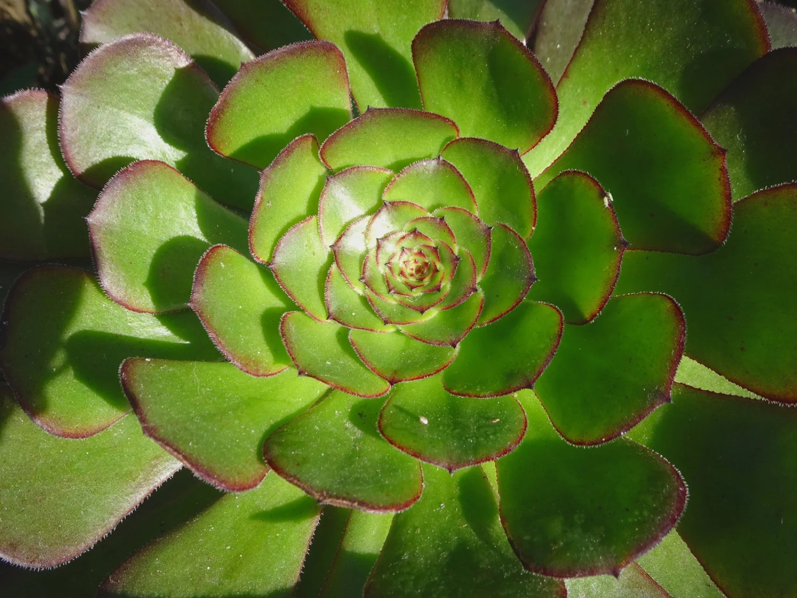 Green succulent rosette, a botanical study from the Heart of Seasons gallery